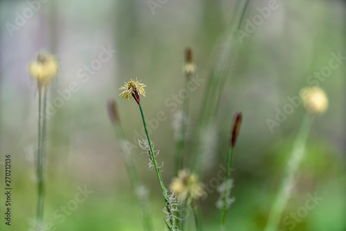 Carex (common sedge, black sedge or smooth black sedge) © Yuri Macsimov