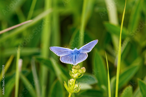 Common blue butterfly with winged wings photo