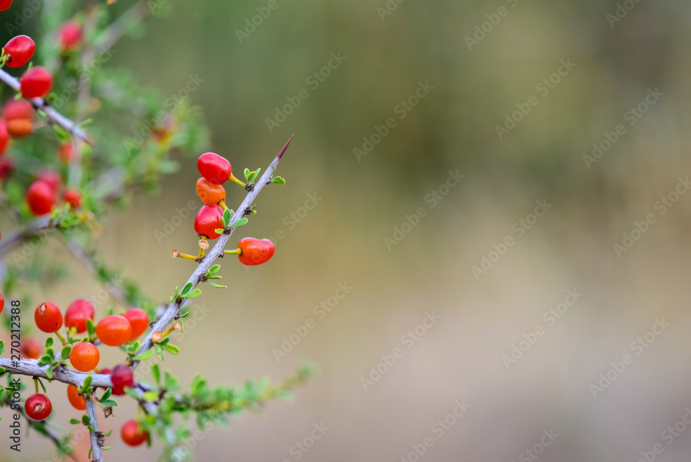 Small red wild fruits in the Pampas forest, Patagonia, Argentina