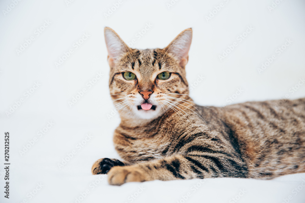 Beautiful tabby cat posing for the camera.