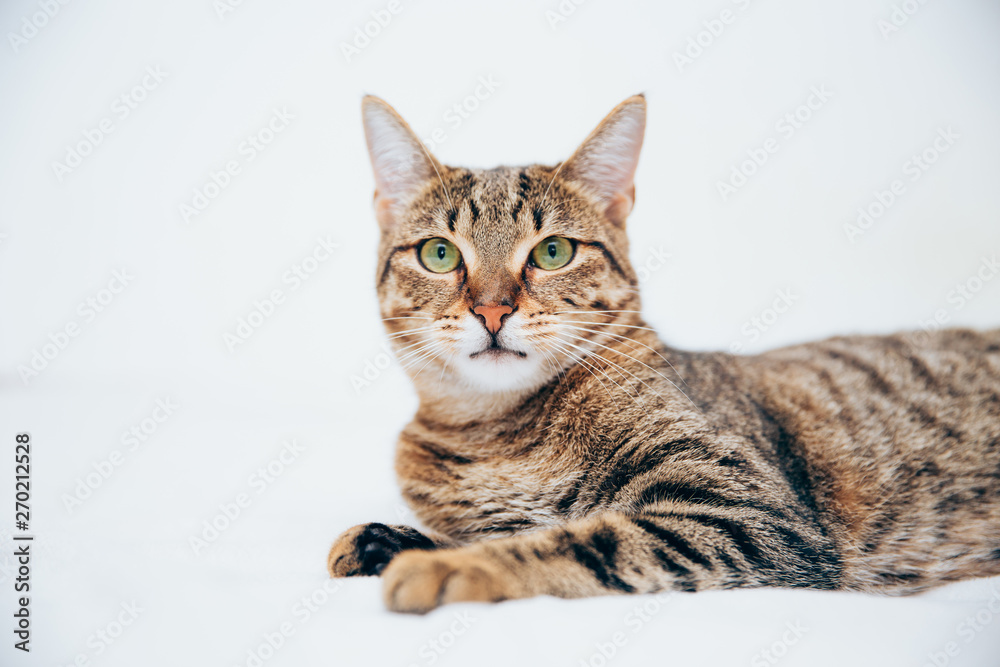 Beautiful tabby cat posing for the camera.