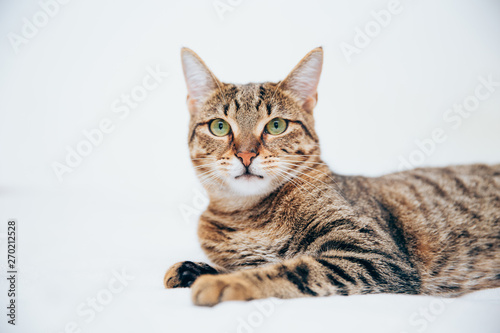 Beautiful tabby cat posing for the camera.