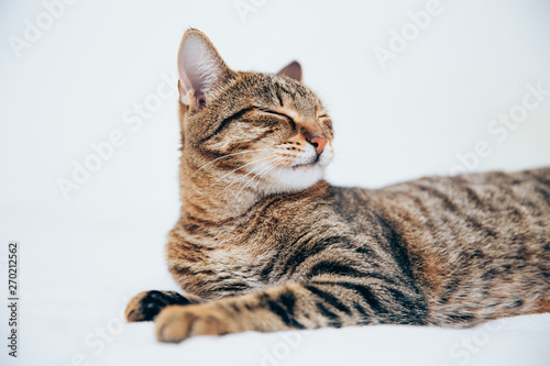 Beautiful tabby cat posing for the camera.