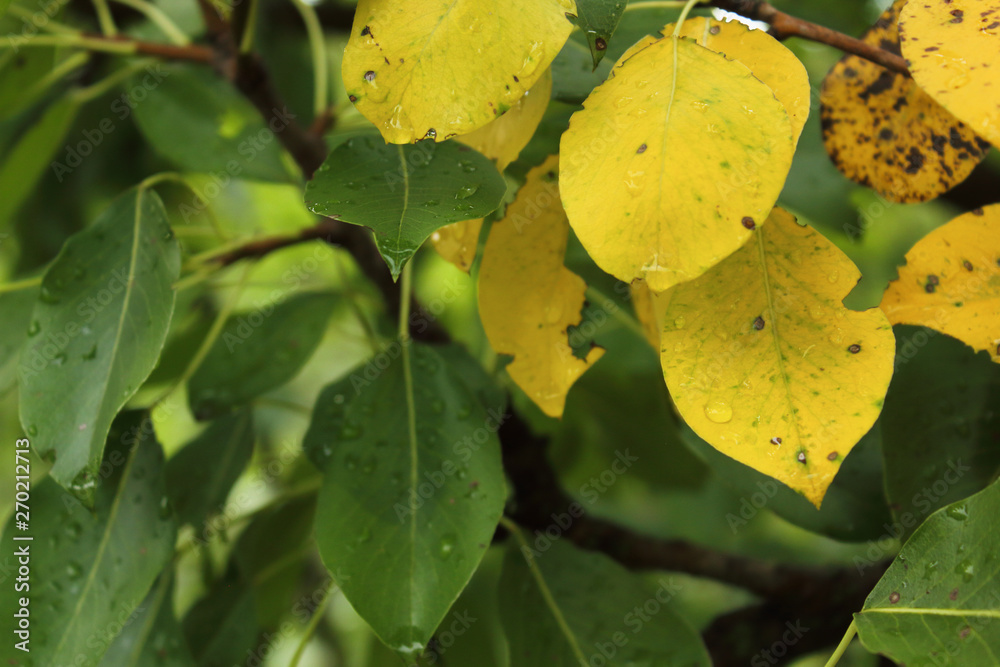 Image of green and yellow leaves on pear tree