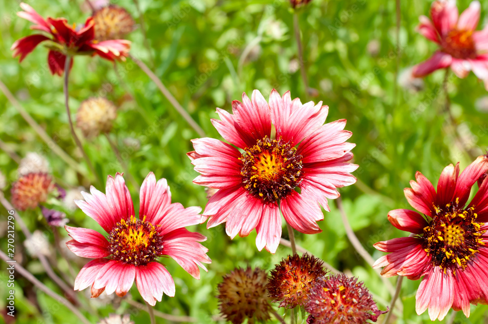 Obraz premium オオテンニンギク