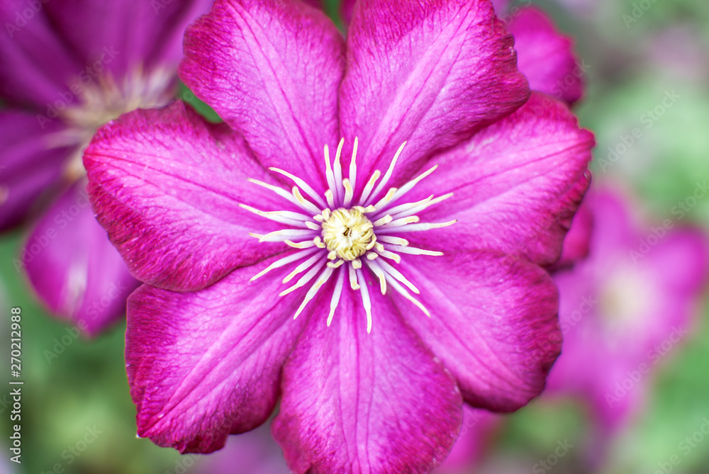 Pink flower closeup as background