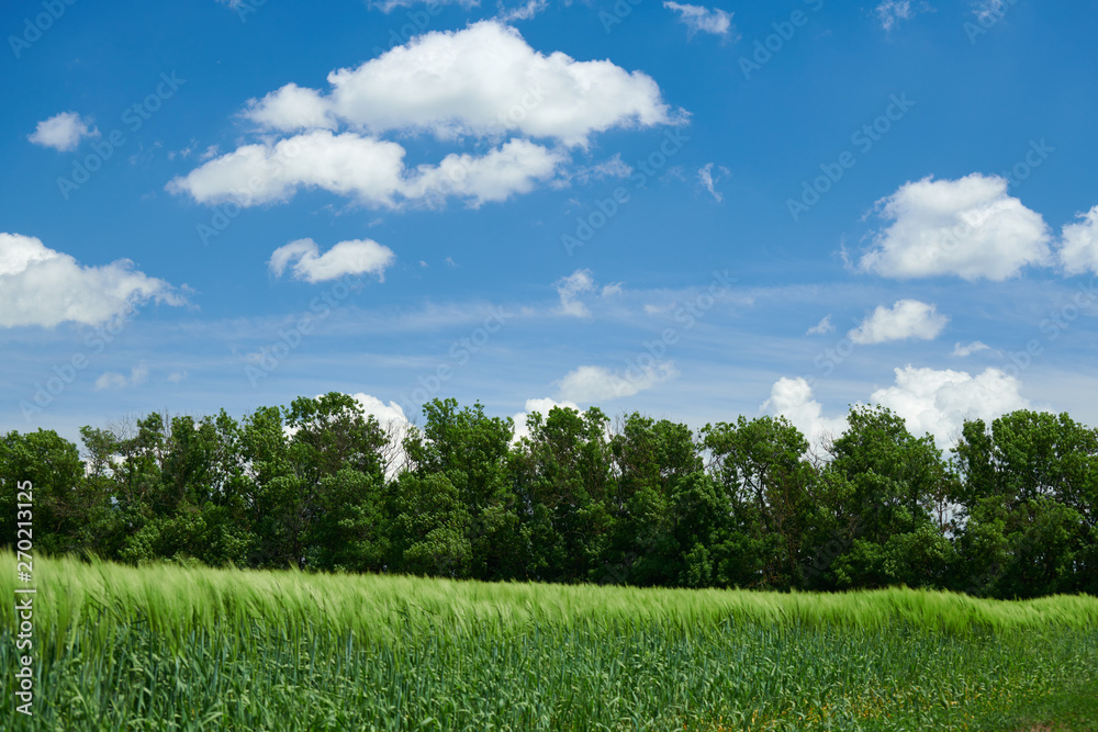 Green wheaten sprouts in the field and cloudy sky. Bright spring landscape.