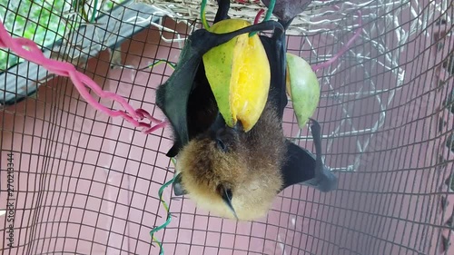 Fruit bat of Seychelles hanging down eating mango fruits. The Pteropus seychellensis is a species of megabat of Pteropodidae family, living in Seychelles islands of Africa. SLOW MOTION view. photo