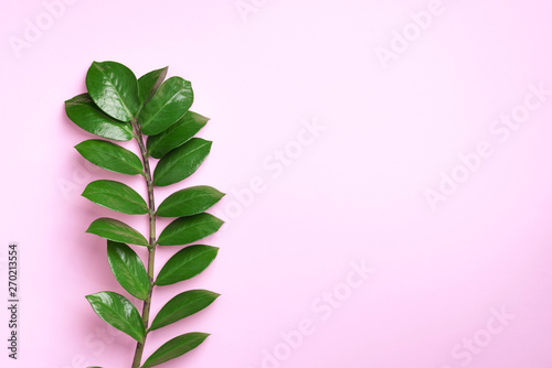 Green leaves of Zamioculcas zamiifolia on pink background. Top view. Copy space. Creative layout made of tropical green leaves