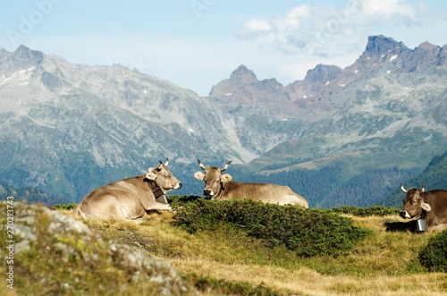 Brown cows lying rest on grass alpine panorama © Valentin