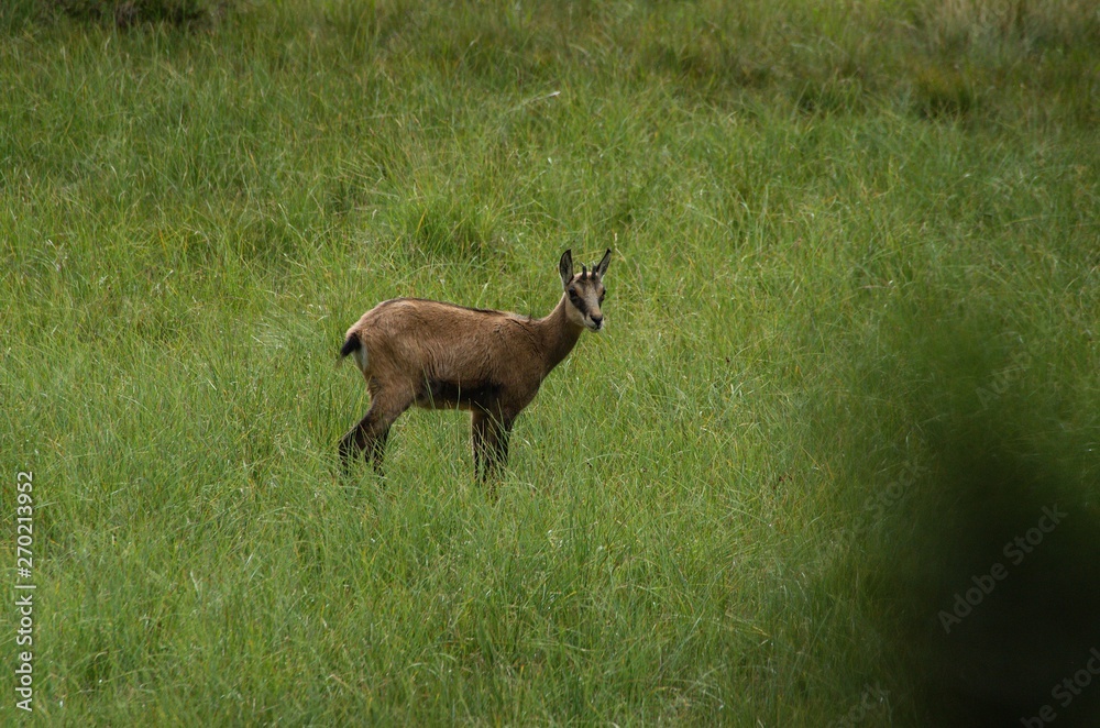 Chamois on a meadow in the forest Chamois on a meadow in the forest