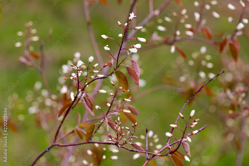 Horizontal closeup of branches of Hamilton’s spindletree starting to bloom in spring, Quebec City, Quebec, Canada
