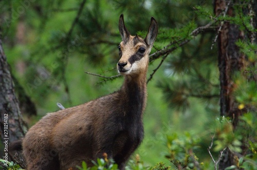 Chamois in the swiss forest
