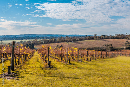 Rows of grape vines with yellow leaves in autumn on a sunny day photo