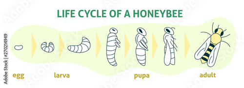 Life Cycle of a Honey Bee. Vector flat modern illustration. Biology infographic. Honey organic business production process.
