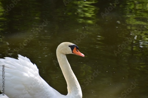 White mute swan in lake pond portrait