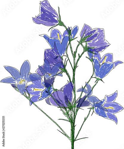 Fototapeta Naklejka Na Ścianę i Meble -  blue Spreading bellflowers bunch picture on white