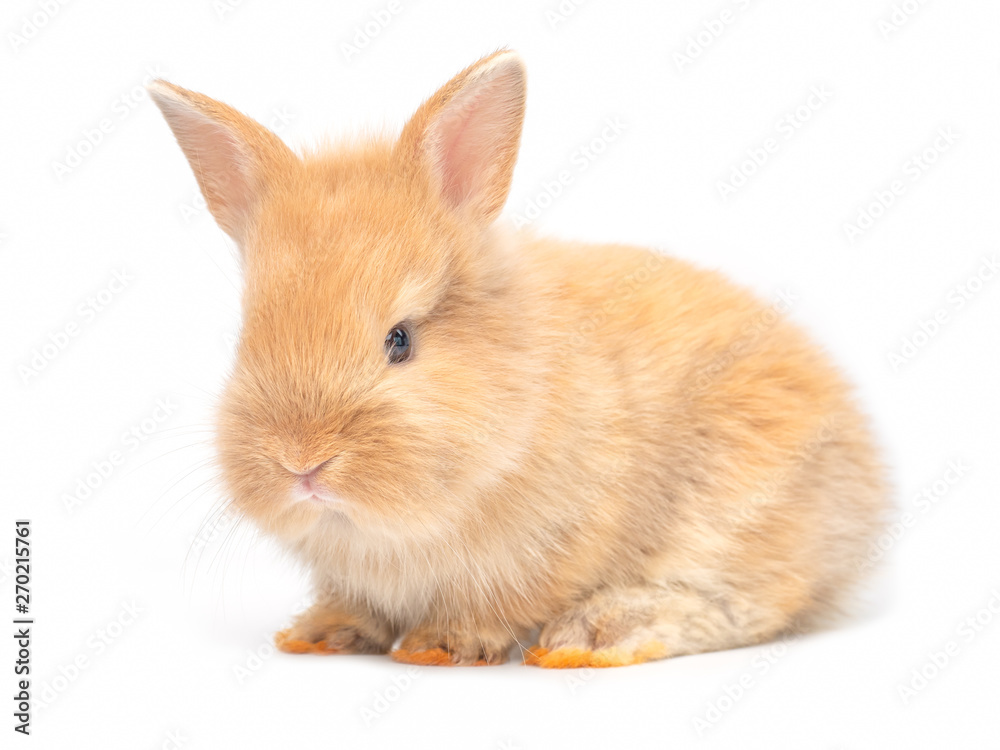 Orange-brown cute baby rabbit isolated on white background. Lovely young rabbit sitting.