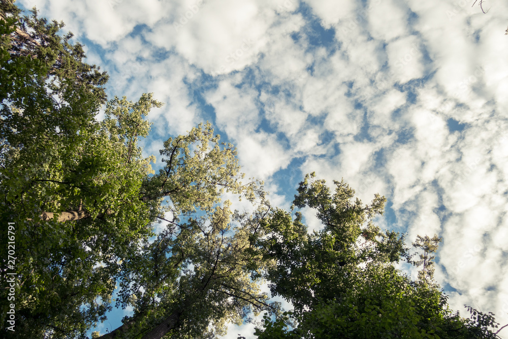 Obraz premium tree and blue sky