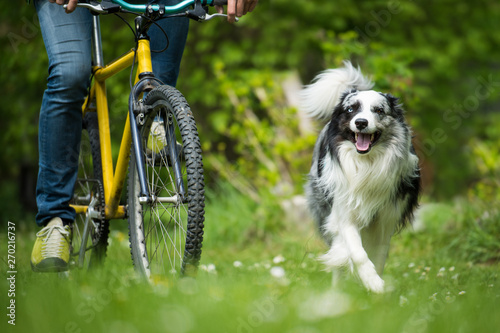 Photography Bicycle with border collie dog