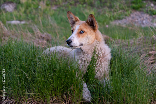 Red dog with blue and brown multi-colored eyes lying on the green grass