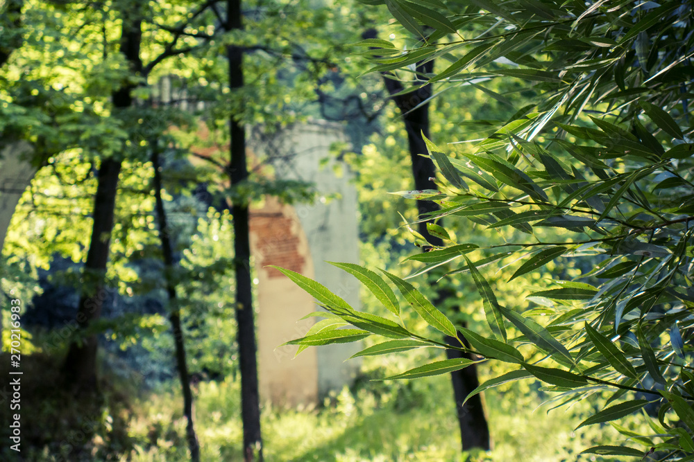 Fototapeta premium trees in the forest