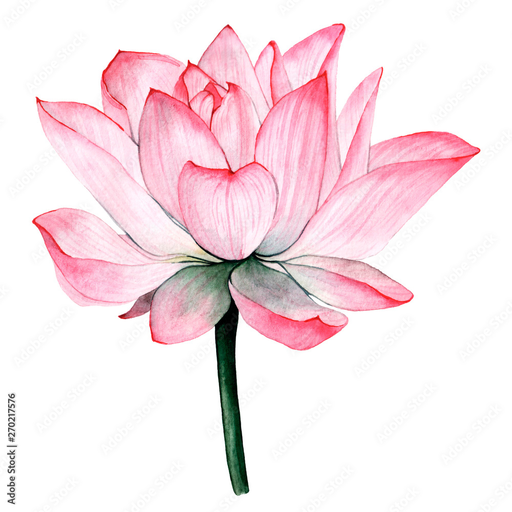Fototapeta premium Wtercolor tropical flower lotus