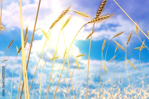 industrial 3D illustration of awesome wheat field  wheat spikelets on sunset sky background - farm concept