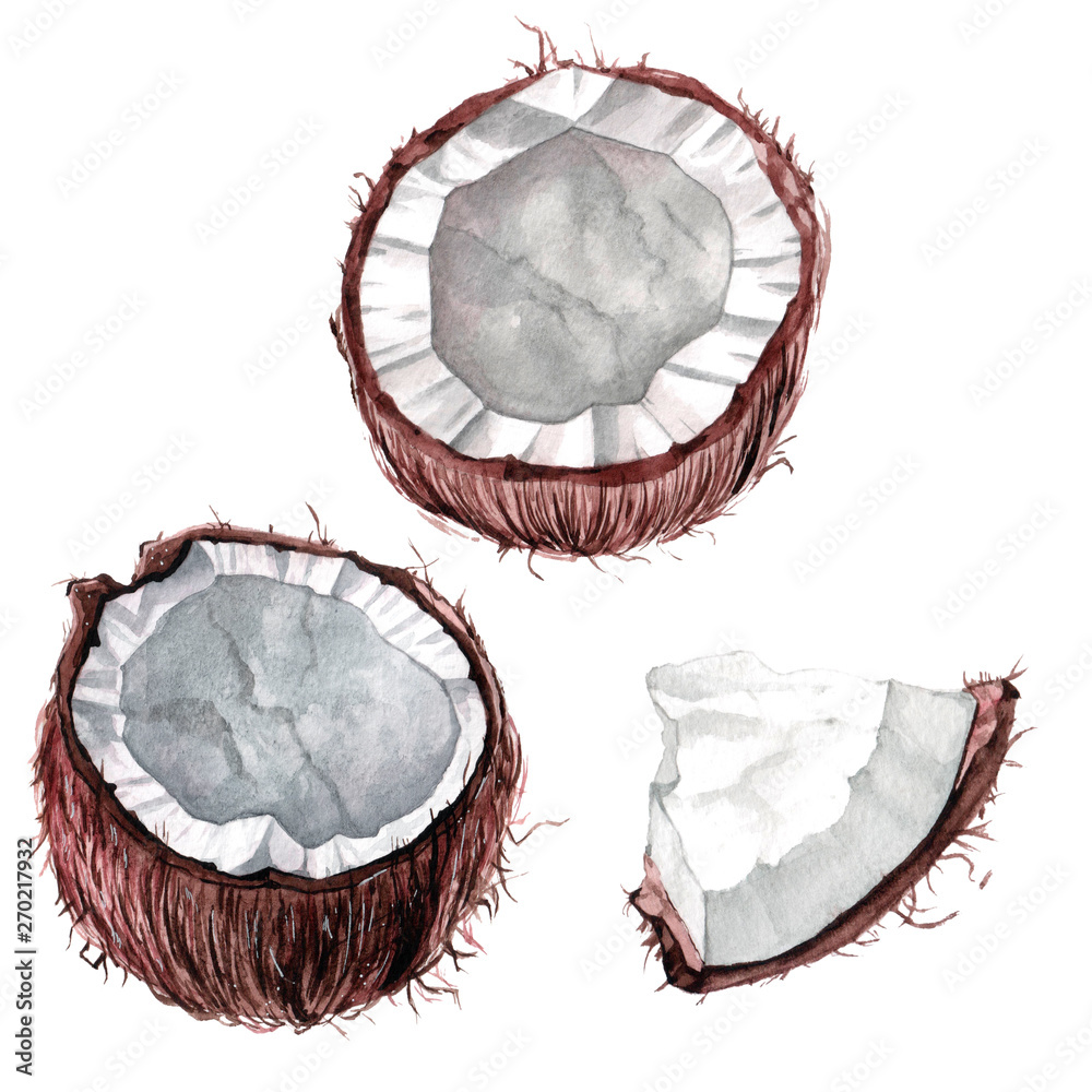 Watercolor tropical fruit coconut Watercolor tropical fruit coconut