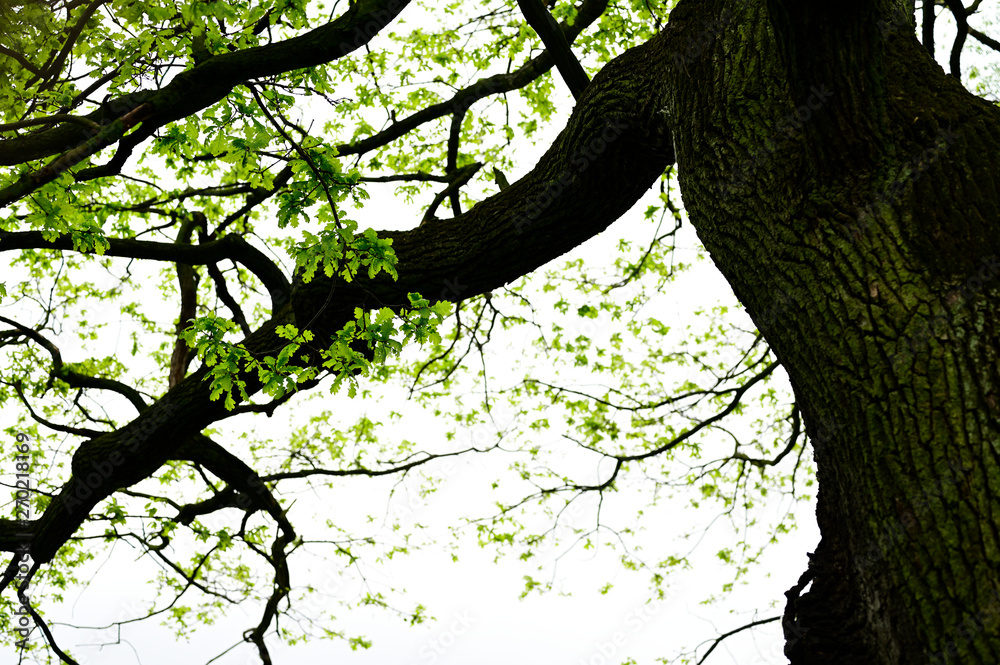 Fototapeta premium Lush green leaves on an old oak branch.