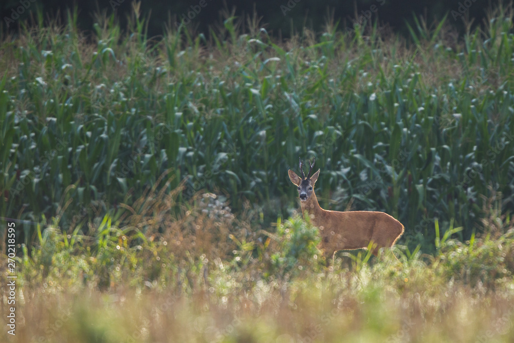 Roebuck - buck (Capreolus capreolus) Roe deer - goat Roebuck - buck (Capreolus capreolus) Roe deer - goat