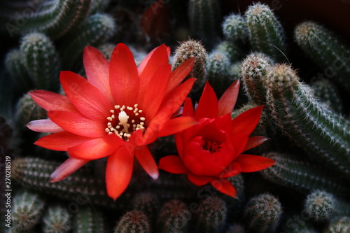 red cactus flowers