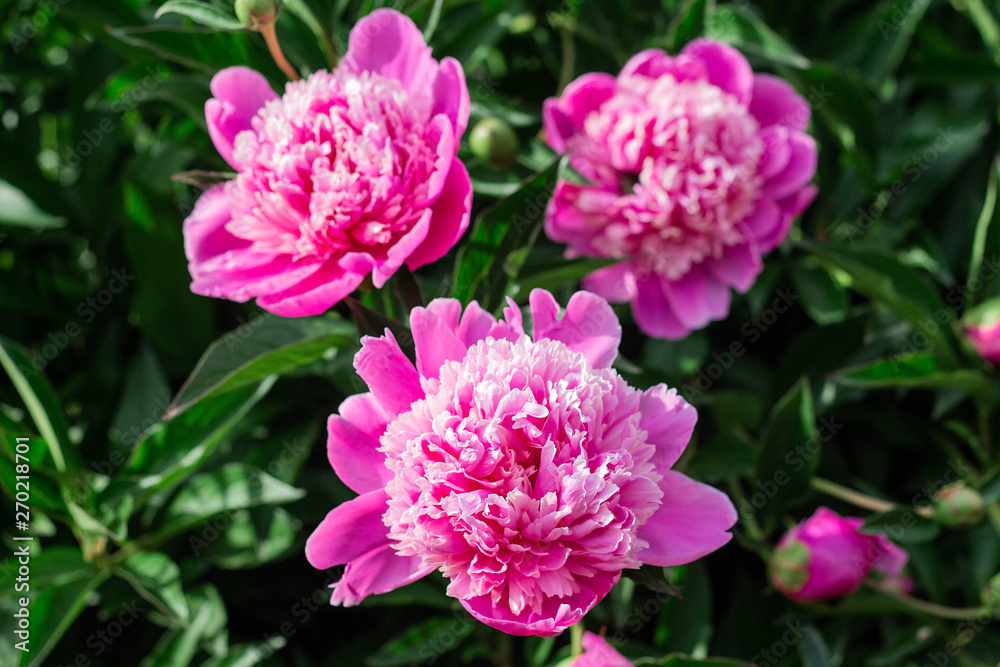 pink peonies grow in the garden, close-up pink peonies grow in the garden, close-up