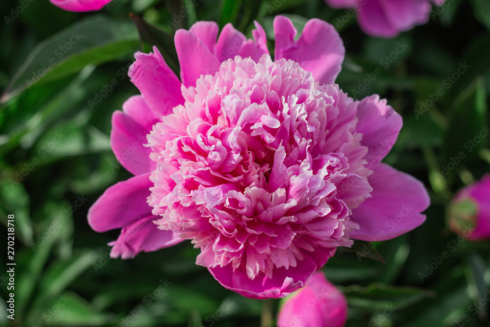 Fototapeta premium pink peonies grow in the garden, close-up