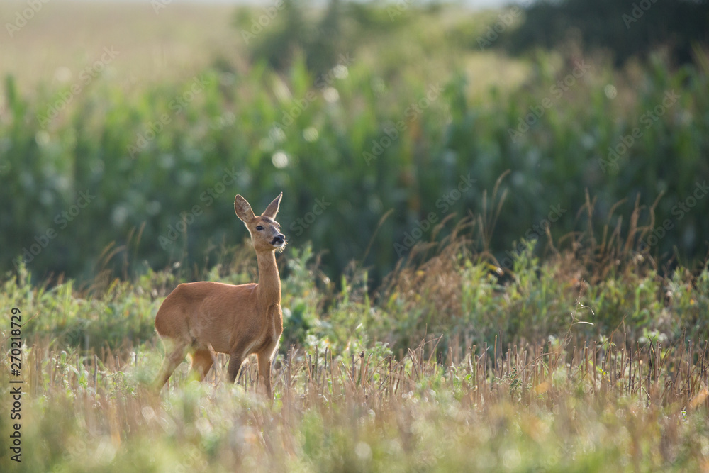 Roebuck - buck (Capreolus capreolus) Roe deer - goat Roebuck - buck (Capreolus capreolus) Roe deer - goat