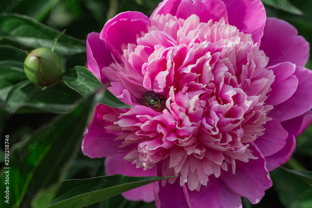 pink peonies grow in the garden, close-up