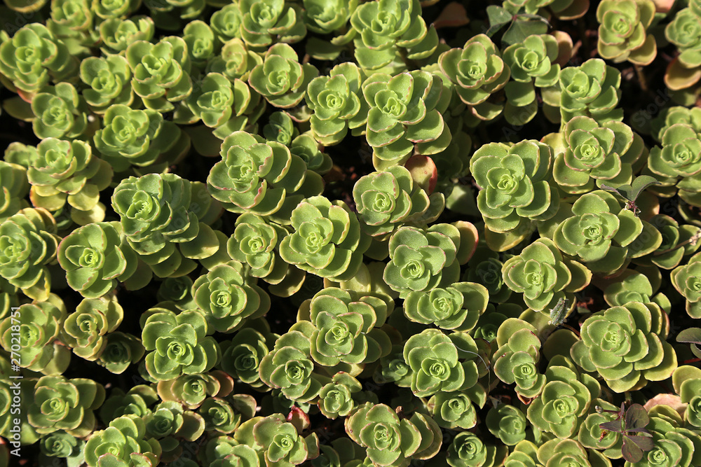 plant aeonium arboreum plant aeonium arboreum