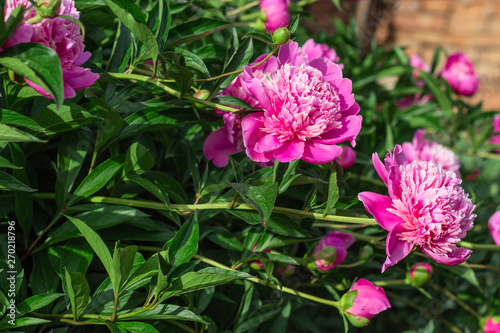 Pink peony flowers in garden  springtime