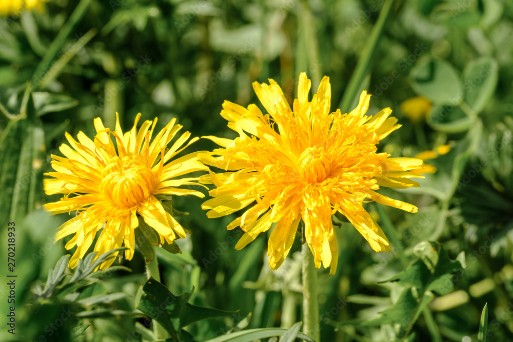 Zwei Löwenzahn-Blüten