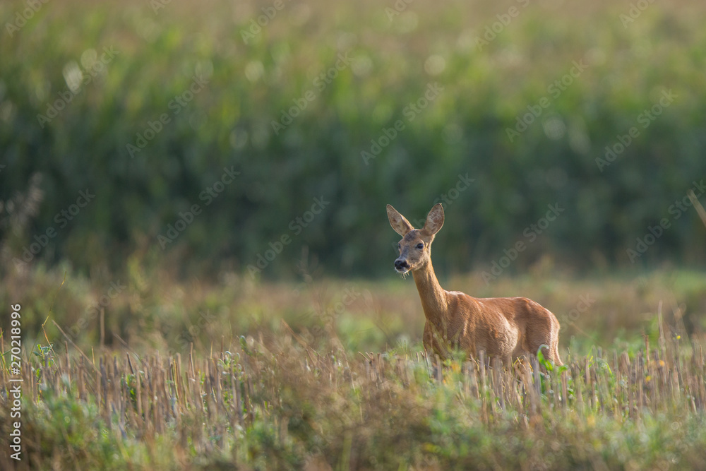 Roebuck - buck (Capreolus capreolus) Roe deer - goat Roebuck - buck (Capreolus capreolus) Roe deer - goat