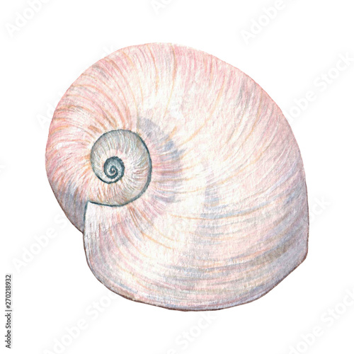 Watercolor seashell vintage illustration