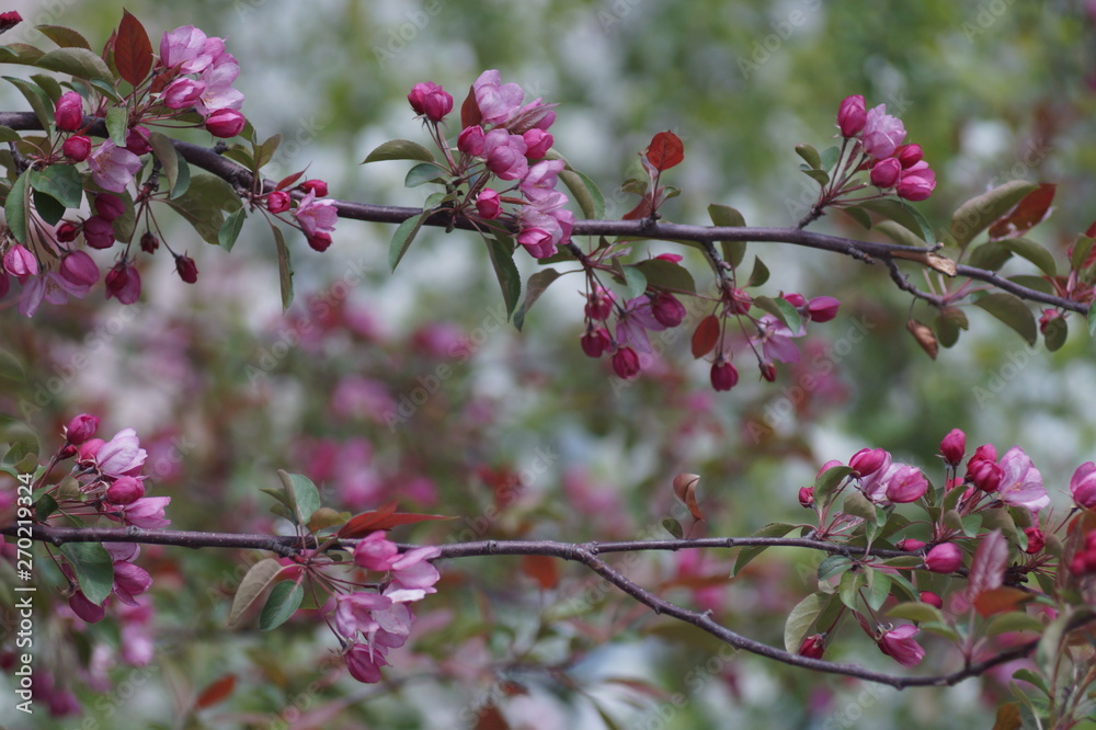 Red apple blossoms in May. The background is well blurred, bokeh beautiful, slight foreground blur. Photo on the open aperture. Red apple blossoms in May. The background is well blurred, bokeh beautiful, slight foreground blur. Photo on the open aperture.