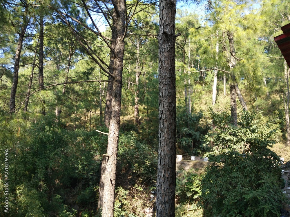 Fototapeta premium Forest in the winters