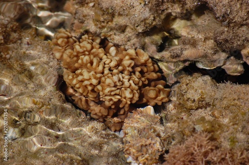 Coral sponge on a rocky bottom through the sparkling prism of Egyptian sea water