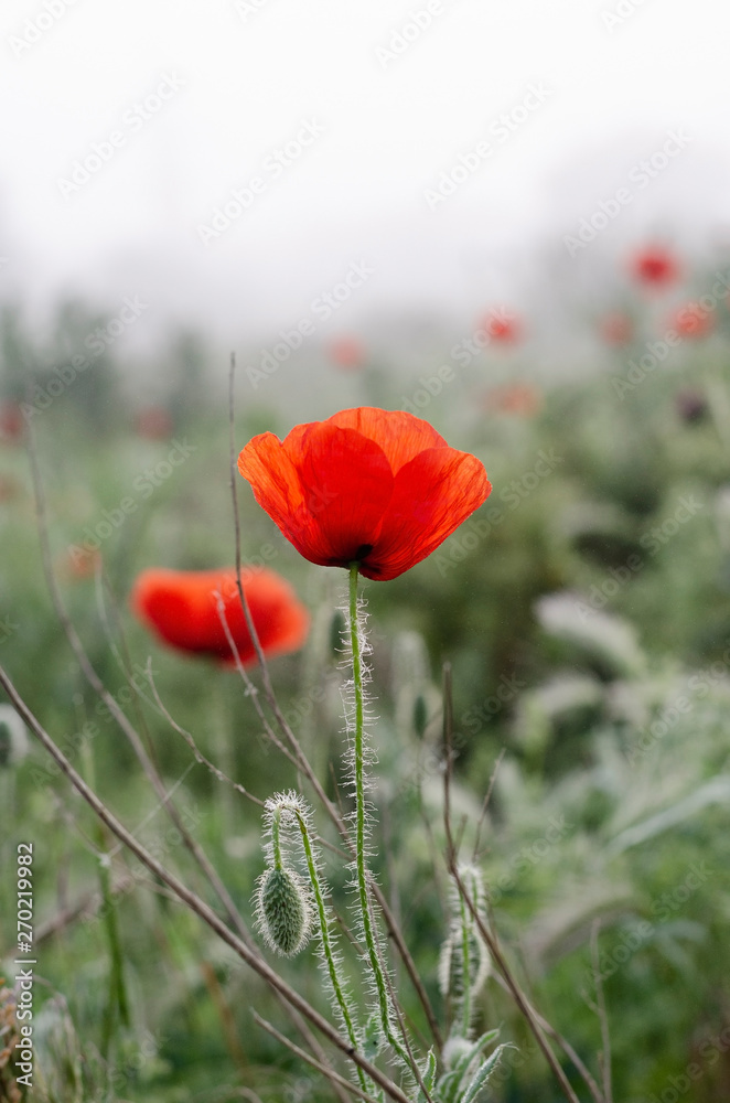 Scarlet poppy flowers in the field. Spring morning Dew drops Scarlet poppy flowers in the field. Spring morning Dew drops