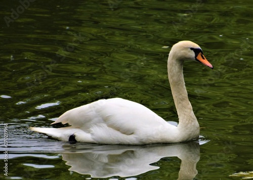 White mute swan in park lake portrait