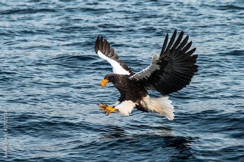 Steller's sea eagle in flight hunting fish from sea at sunrise,Hokkaido, Japan, majestic sea eagle with big claws aiming to catch fish from water surface, wildlife scene,birding adventure, wallpaper