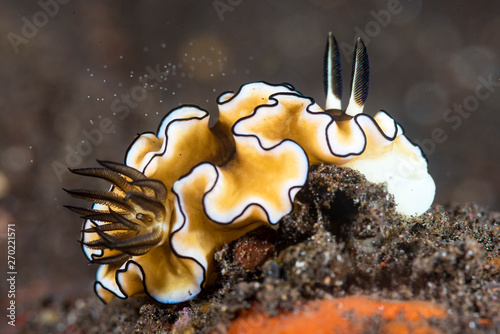 A colourful vibrant nudibranch photo