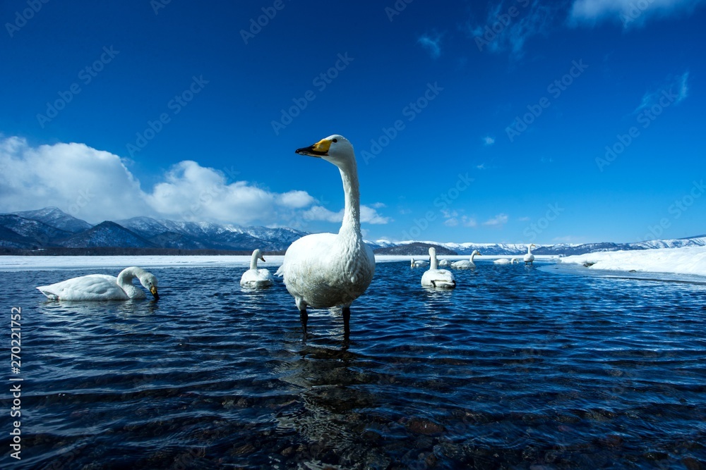 Naklejka premium Whooper Swan or Cygnus cygnus swimming on Lake Kussharo in Winter at Akan National Park,Hokkaido,Japan, mountains covered by snow in background,birding adventure in Asia,beautiful elegant royal birds