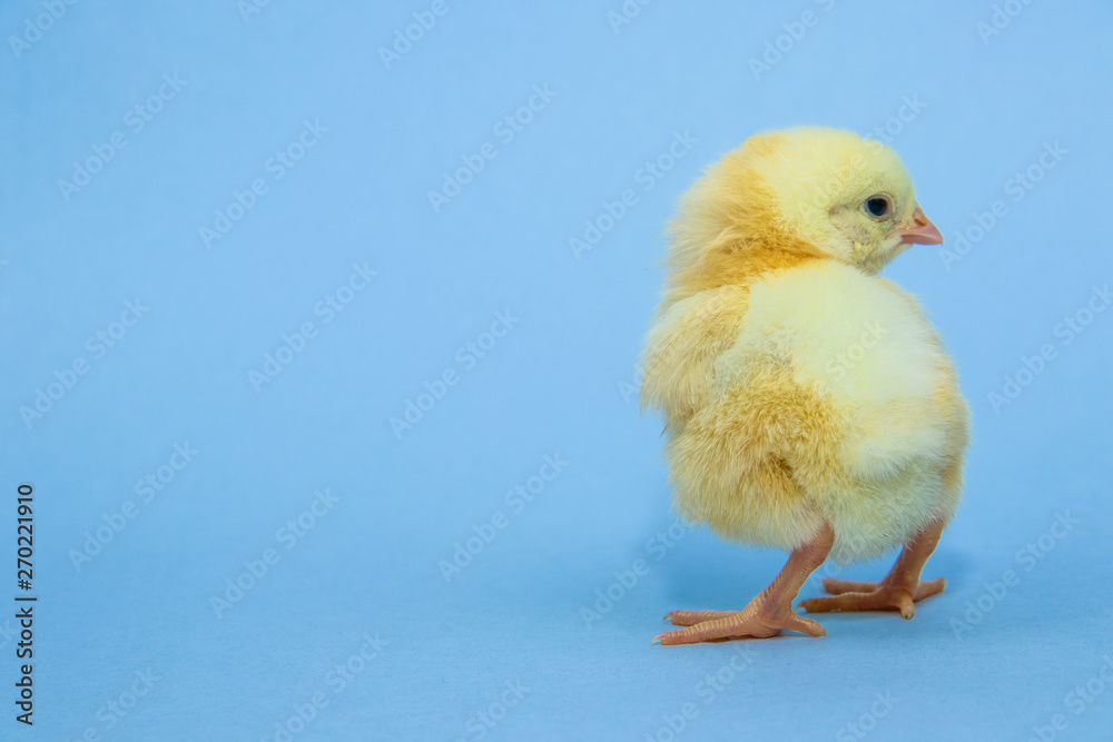Little yellow chicken on blue background Little yellow chicken on blue background
